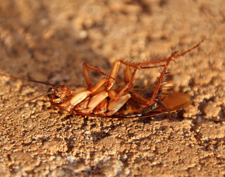caractéristiques et habitat d'un Cafard de jardin noir et blanc