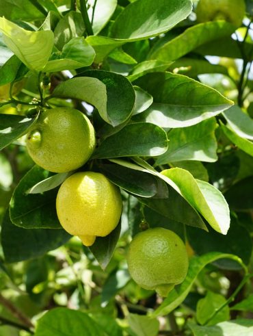 conseils pratiques et Engrais naturel pour un arbre citronnier en pleine santé