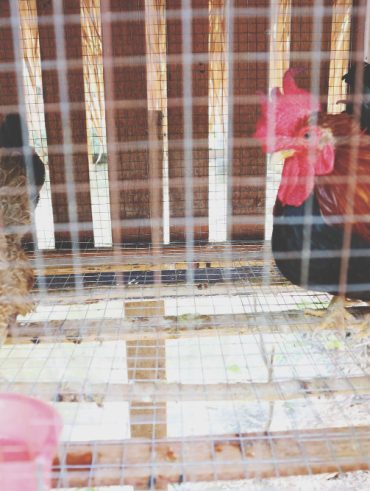 guide complet et bénéfices d'Installer une porte poulailler automatique solaire