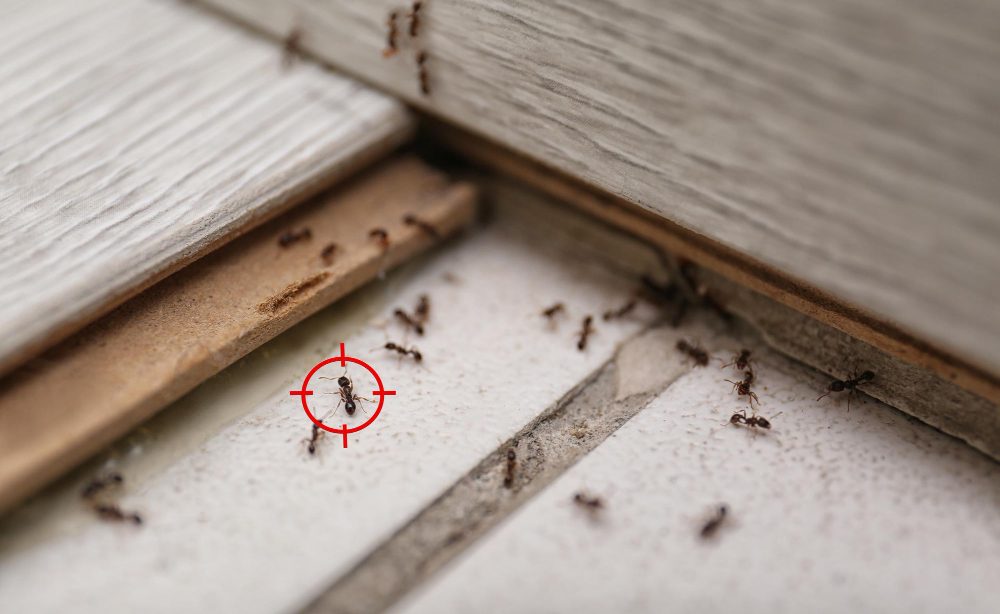 la présence de fourmis dans la maison et les astuces pour y remédier