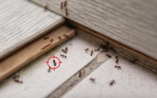 la présence de fourmis dans la maison et les astuces pour y remédier