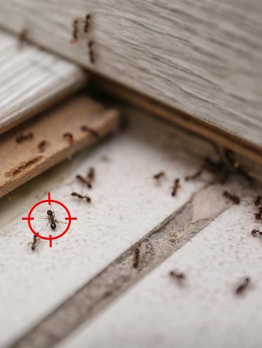 la présence de fourmis dans la maison et les astuces pour y remédier