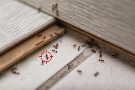 la présence de fourmis dans la maison et les astuces pour y remédier