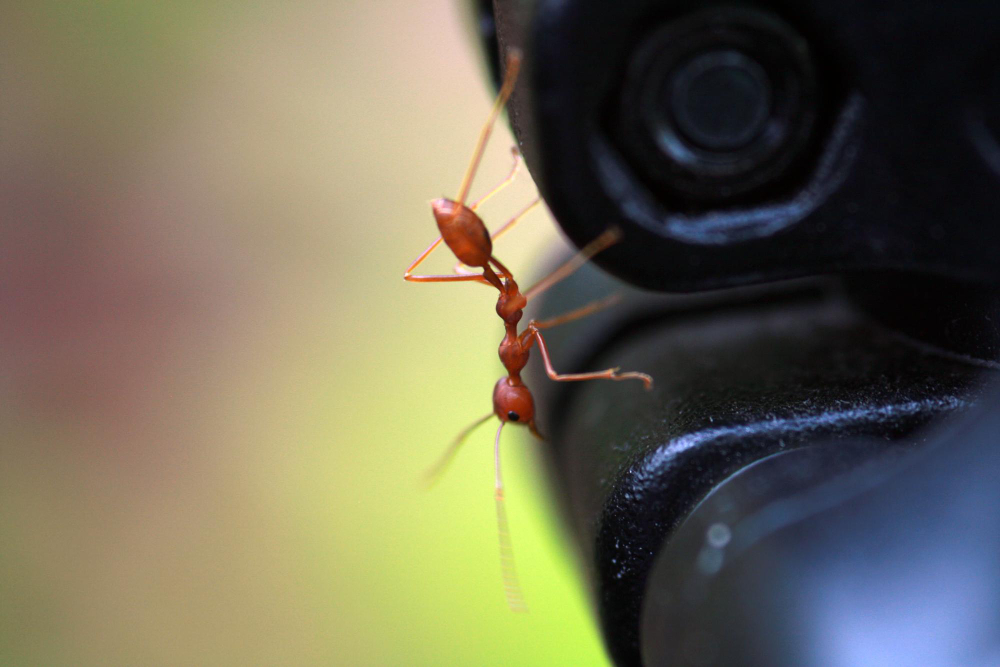 les fourmis dans la maison et les astuces pour y remédier
