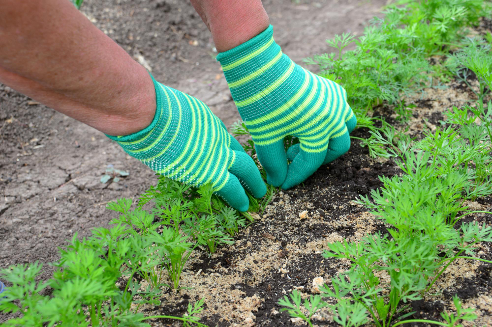 améliorer la qualité du sol de jardin pour des plantations réussies